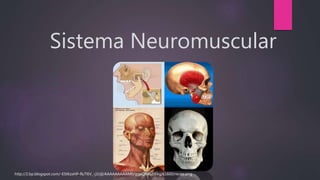 Sistema Neuromuscular
.
http://2.bp.blogspot.com/-EStKzxHP-fk/T6V_-j1tJjI/AAAAAAAAAM0/ggeQlMGHEkg/s1600/recep.png
 