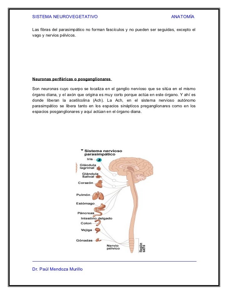 Come Riequilibrare Il Sistema Neurovegetativo Sistema neurovegetativo 2