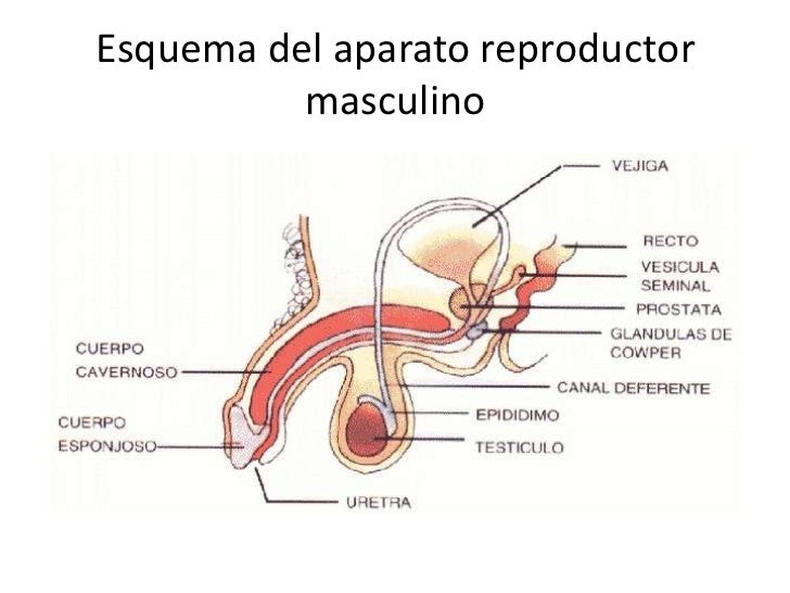 Sistema o aparato reproductor masculino