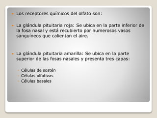  Los receptores químicos del olfato son:
 La glándula pituitaria roja: Se ubica en la parte inferior de
la fosa nasal y está recubierto por numerosos vasos
sanguíneos que calientan el aire.
 La glándula pituitaria amarilla: Se ubica en la parte
superior de las fosas nasales y presenta tres capas:
◦ Células de sostén
◦ Células olfativas
◦ Células basales
 