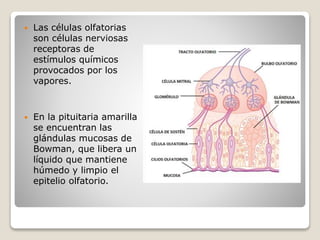  Las células olfatorias
son células nerviosas
receptoras de
estímulos químicos
provocados por los
vapores.
 En la pituitaria amarilla
se encuentran las
glándulas mucosas de
Bowman, que libera un
líquido que mantiene
húmedo y limpio el
epitelio olfatorio.
 