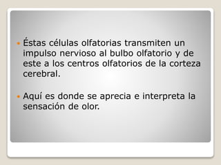  Éstas células olfatorias transmiten un
impulso nervioso al bulbo olfatorio y de
este a los centros olfatorios de la corteza
cerebral.
 Aquí es donde se aprecia e interpreta la
sensación de olor.
 