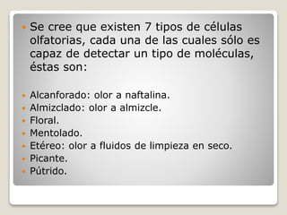  Se cree que existen 7 tipos de células
olfatorias, cada una de las cuales sólo es
capaz de detectar un tipo de moléculas,
éstas son:
 Alcanforado: olor a naftalina.
 Almizclado: olor a almizcle.
 Floral.
 Mentolado.
 Etéreo: olor a fluidos de limpieza en seco.
 Picante.
 Pútrido.
 