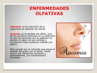  Hiposmia es la reducción de la
capacidad de detectar los olores.
 Anosmia es la pérdida del olfato. Uno
de los primeros síntomas en su detección
es que las personas que la padecen no
sienten el sabor de sus comidas y
encuentran toda sustancia insípida (sin
sabor).
 Esto sucede por la conexión que posee el
sentido del gusto con el olfato. Suele
ocurrir por trastornos químicos y,
generalmente, por traumatismos
craneales.
ENFERMEDADES
OLFATIVAS
 