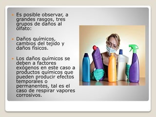  Es posible observar, a
grandes rasgos, tres
grupos de daños al
olfato:
 Daños químicos,
cambios del tejido y
daños físicos.
 Los daños químicos se
deben a factores
exógenos en este caso a
productos químicos que
pueden producir efectos
temporales o
permanentes, tal es el
caso de respirar vapores
corrosivos.
 