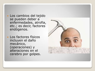  Los cambios del tejido
se pueden deber a
enfermedades, atrofia,
etc.; es decir, factores
endógenos.
 Los factores físicos
incluyen el daño
mecánico,
(operaciones) y
alteraciones en el
cerebro por golpes.
 
