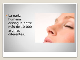  La nariz
humana
distingue entre
más de 10 000
aromas
diferentes.
 