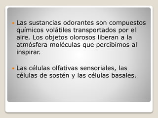  Las sustancias odorantes son compuestos
químicos volátiles transportados por el
aire. Los objetos olorosos liberan a la
atmósfera moléculas que percibimos al
inspirar.
 Las células olfativas sensoriales, las
células de sostén y las células basales.
 