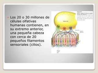  Los 20 o 30 millones de
células olfativas
humanas contienen, en
su extremo anterior,
una pequeña cabeza
con cerca de 20
pequeños filamentos
sensoriales (cilios).
 