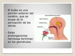  El bulbo es una
porción anterior del
cerebro, que se
ocupa de la
percepción de los
olores.
 Estas
prolongaciones
nerviosas terminan
en los glomérulos
 