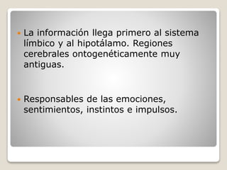  La información llega primero al sistema
límbico y al hipotálamo. Regiones
cerebrales ontogenéticamente muy
antiguas.
 Responsables de las emociones,
sentimientos, instintos e impulsos.
 