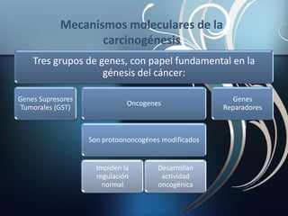 Tres grupos de genes, con papel fundamental en la
génesis del cáncer:
Genes Supresores
Tumorales (GST)
Oncogenes
Son protoononcogénes modificados
Impiden la
regulación
normal
Desarrollan
actividad
oncogénica
Genes
Reparadores
Mecanismos moleculares de la
carcinogénesis
 
