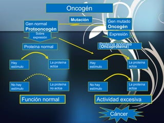 Gen normal
Protooncogén
Gen mutado
Oncogén
Expresión Expresión
Proteína normal
Proteína anómala
(Oncoproteína)
Hay
estímulo
Hay
estímulo
La proteína
actúa
La proteína
actúa
No hay
estímulo
No hay
estímulo
La proteína
no actúa
La proteína
actúa
Mutación
Función normal Actividad excesiva
Cáncer
Oncogén
Sobre
expresión
 