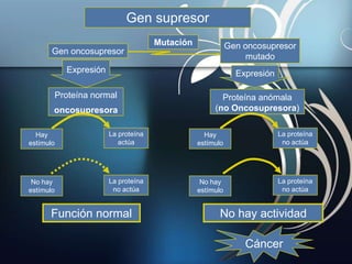 Gen oncosupresor
Gen oncosupresor
mutado
Expresión Expresión
Proteína normal
oncosupresora
Proteína anómala
(no Oncosupresora)
Hay
estímulo
Hay
estímulo
La proteína
actúa
La proteína
no actúa
No hay
estímulo
No hay
estímulo
La proteína
no actúa
La proteína
no actúa
Mutación
Función normal No hay actividad
Cáncer
Gen supresor
 