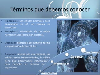 Términos que debemos conocer
• Hiperplasia: son células normales pero
aumentado su nº, no cambia su
estructura
• Metaplasia: conversión de un tejido
normal en una formación anormal.
• Displasia: alteración del tamaño, forma
y organización de las células.
• Anaplasia: además de esa displasia, las
células están indiferenciadas, la célula
tiene que diferenciarse especializarse
para cumplir su función en el
organismo.
 