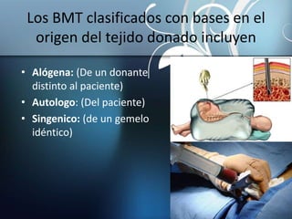 Los BMT clasificados con bases en el
origen del tejido donado incluyen
• Alógena: (De un donante
distinto al paciente)
• Autologo: (Del paciente)
• Singenico: (de un gemelo
idéntico)
 