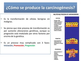 ¿Cómo se produce la carcinogénesis?
• Es la transformación de células benignas en
malignas.
• Se piensa que éste proceso de transformación es
por aumento alteraciones genéticas, aunque su
progresión está modulada por otros factores por
encima de la genética.
• Es un proceso muy complicado con 3 fases:
Iniciación, Promoción, Progresión
 