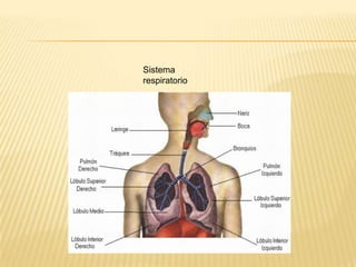 Sistema
respiratorio
 