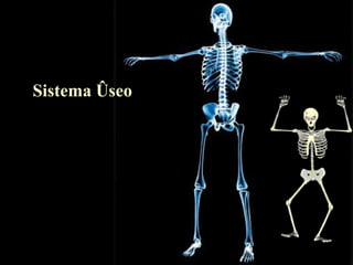 Sistema óseo 