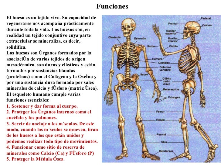 Sistema Oseo Sistema Oseo