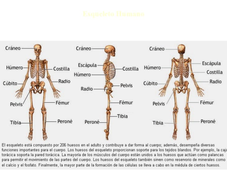 Sistema Oseo