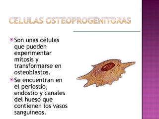 Sistema Oseo | PPT
