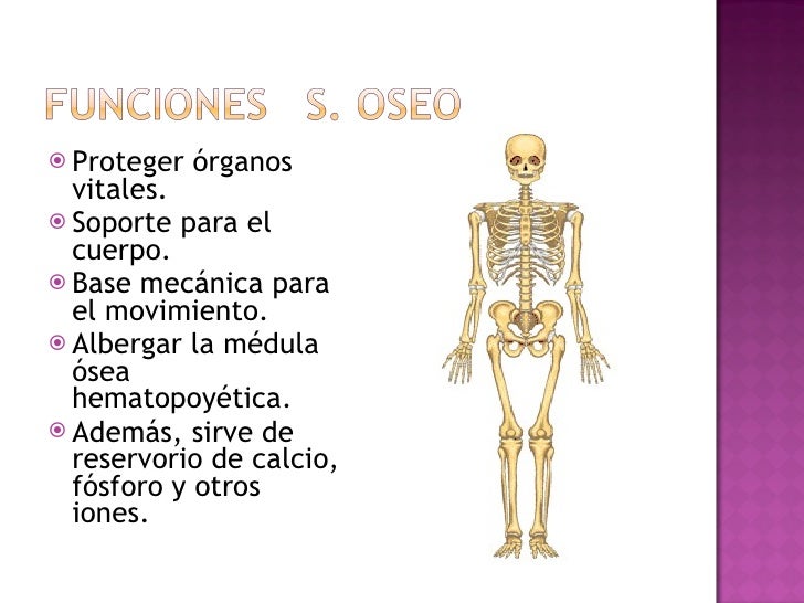 Sistema Oseo Sistema Oseo