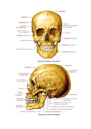 Huesos de la cabeza, vista anterior




Huesos de la cabeza, vista lateral
 