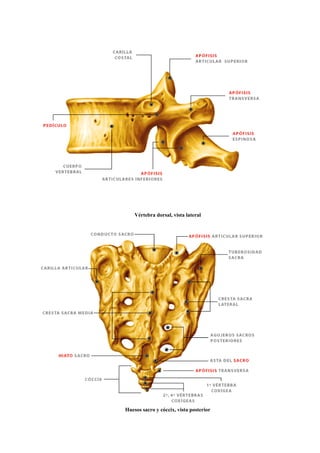 Vértebra dorsal, vista lateral




Huesos sacro y cóccix, vista posterior
 