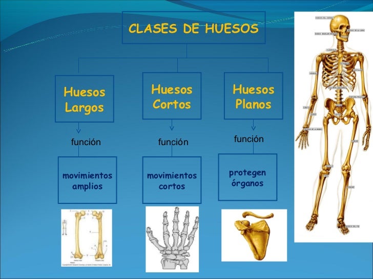 Sistema oseo