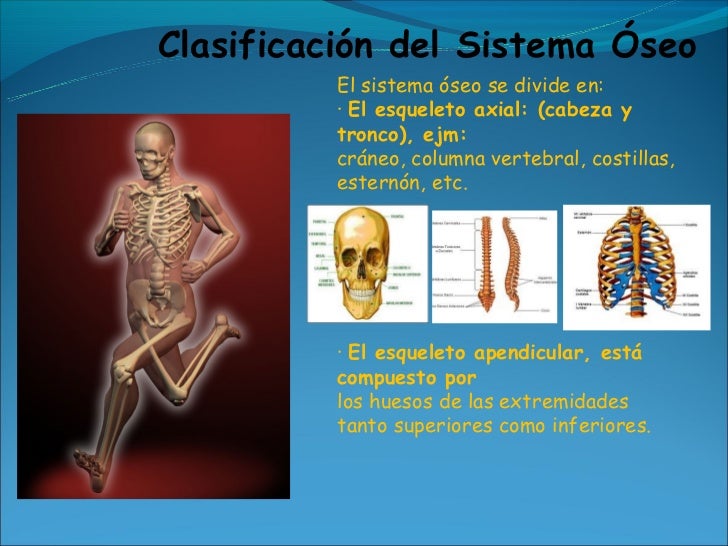 Sistema oseo
