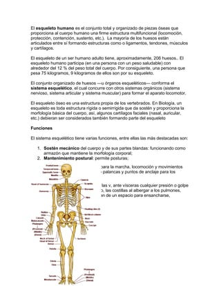 El esqueleto humano es el conjunto total y organizado de piezas óseas que
proporciona al cuerpo humano una firme estructura multifuncional (locomoción,
protección, contención, sustento, etc.). La mayoría de los huesos están
articulados entre sí formando estructuras como o ligamentos, tendones, músculos
y cartílagos.

El esqueleto de un ser humano adulto tiene, aproximadamente, 206 huesos.. El
esqueleto humano participa (en una persona con un peso saludable) con
alrededor del 12 % del peso total del cuerpo. Por consiguiente, una persona que
pesa 75 kilogramos, 9 kilogramos de ellos son por su esqueleto.

El conjunto organizado de huesos —u órganos esqueléticos— conforma el
sistema esquelético, el cual concurre con otros sistemas orgánicos (sistema
nervioso, sistema articular y sistema muscular) para formar el aparato locomotor.

El esqueleto óseo es una estructura propia de los vertebrados. En Biología, un
esqueleto es toda estructura rígida o semirrígida que da sostén y proporciona la
morfología básica del cuerpo, así, algunos cartílagos faciales (nasal, auricular,
etc.) debieran ser considerados también formando parte del esqueleto

Funciones

El sistema esquelético tiene varias funciones, entre ellas las más destacadas son:

   1. Sostén mecánico del cuerpo y de sus partes blandas: funcionando como
      armazón que mantiene la morfología corporal;
   2. Mantenimiento postural: permite posturas;
   3. Soporte dinámico: colabora para la marcha, locomoción y movimientos
      corporales: funcionando como palancas y puntos de anclaje para los
      músculos
   4. Contención y protección de las v, ante vísceras cualquier presión o golpe
      del exterior, como, por ejemplo, las costillas al albergar a los pulmones,
      órganos delicados que precisan de un espacio para ensancharse,
 