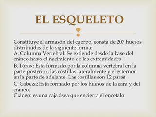 
Constituye el armazón del cuerpo, consta de 207 huesos
distribuidos de la siguiente forma:
A. Columna Vertebral: Se extiende desde la base del
cráneo hasta el nacimiento de las extremidades 
B. Tórax: Esta formado por la columna vertebral en la
parte posterior; las costillas lateralmente y el esternon
en la parte de adelante. Las costillas son 12 pares
C. Cabeza: Esta formado por los huesos de la cara y del
cráneo.
Cráneo: es una caja ósea que encierra el encefalo
 EL ESQUELETO
 