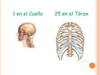 1 en el Cuello 25 en el Tórax
 