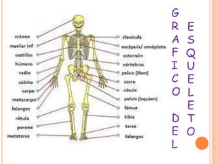 G
R
A
F
I
C
O
D
E
L
E
S
Q
U
E
L
E
T
O
 