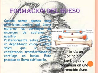 FORMACION DEL HUESO
Parte de un
principio
cartílagos y
terminan en una
formación ósea.
Cuando somos apenas unos
embriones dentro del útero
materno los cartílagos se
encargan de sostener a
nuestro cuerpo.
Posteriormente, sobre este se
va depositando calcio y otras
sales que le dan
consistencia, transformando el
cartílago en hueso. Este
proceso se llama osificación.
 