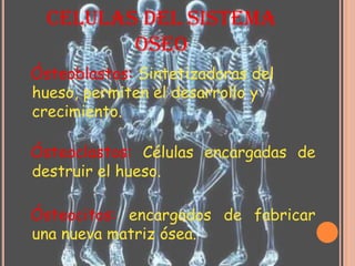 CELULAS DEL SISTEMA
OSEO
Ósteoblastos: Sintetizadoras del
hueso, permiten el desarrollo y
crecimiento.
Ósteoclastos: Células encargadas de
destruir el hueso.
Ósteocitos: encargados de fabricar
una nueva matriz ósea.
 