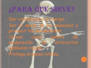 ¿PARA QUE SIRVE?
• Dar consistencia al cuerpo.
• Ser el apoyo de los músculos y
producir los movimientos.
• Sirven como centro de
maduración de eritrocitos
(glóbulos rojos).
• Protege órganos vitales.
 