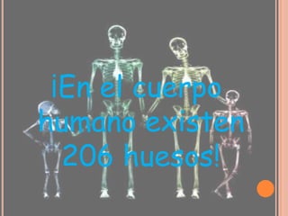 ¡En el cuerpo
humano existen
206 huesos!
 