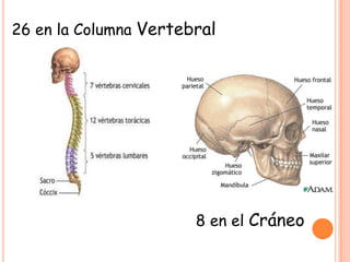 26 en la Columna Vertebral
8 en el Cráneo
 
