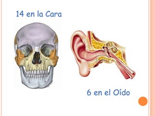 14 en la Cara
6 en el Oído
 