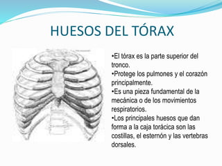 HUESOS DEL TÓRAX
•El tórax es la parte superior del
tronco.
•Protege los pulmones y el corazón
principalmente.
•Es una pie...