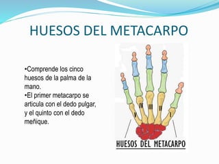 HUESOS DEL METACARPO
•Comprende los cinco
huesos de la palma de la
mano.
•El primer metacarpo se
articula con el dedo pulg...