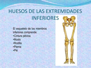 HUESOS DE LAS EXTREMIDADES
INFERIORES
El esqueleto de los miembros
inferiores comprende:
•Cintura pélvica
•Muslo
•Rodilla
...