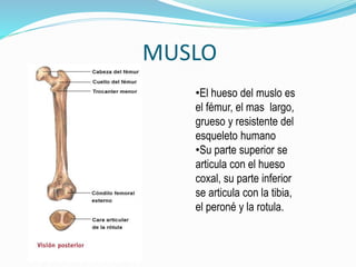 MUSLO
•El hueso del muslo es
el fémur, el mas largo,
grueso y resistente del
esqueleto humano
•Su parte superior se
articu...