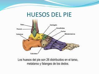 HUESOS DEL PIE
Los huesos del pie son 26 distribuidos en el tarso,
metatarso y falanges de los dedos.
 