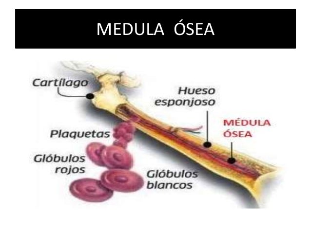 Sistema oseo