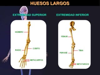 EXTREMIDAD SUPERIOR EXTREMIDAD INFERIOR
HUESOS LARGOS
 