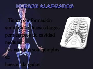 Tienen conformación
similar a los huesos largos
pero carecen de cavidad
medular .
Las costillas son ejemplos
de
huesos alargados .
 