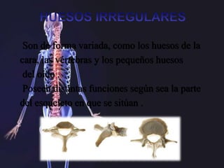 Son de forma variada, como los huesos de la
cara, las vértebras y los pequeños huesos
del oído .
Poseen distintas funciones según sea la parte
del esqueleto en que se sitúan .
 